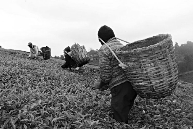 Pequeños productores de té luchan contra los efectos del cambio climático sobre sus cultivos. Foto: EFE.