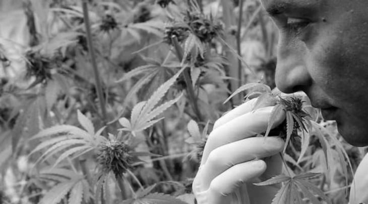 Cosecha de la primera plantación de cannabis de América Latina, 2015, con fines medicinales. Foto: EFE