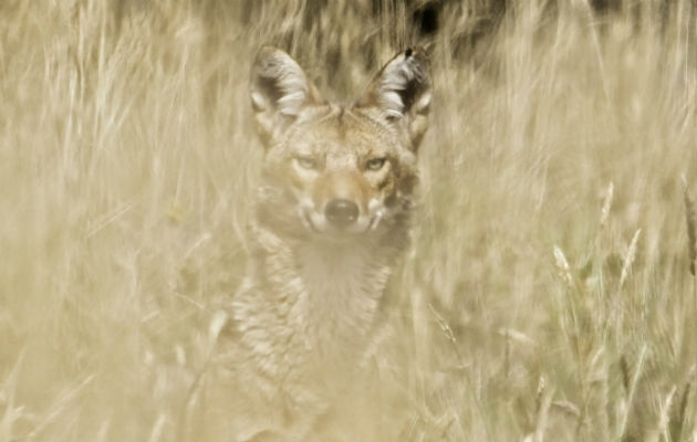 Un coyote camuflado entre la maleza en las faldas del volcán Irazú en Costa Rica. Foto: EFE.