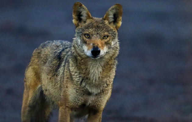 Un coyote camuflado entre la maleza en las faldas del volcán Irazú en Costa Rica. Foto: EFE.