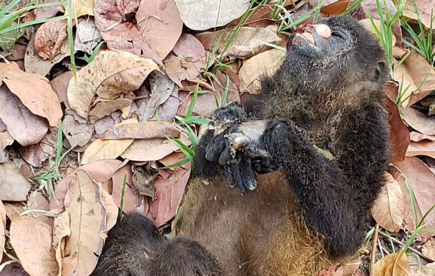 Mueren o terminan con serias afectaciones como quemaduras por desplazarse entre cables eléctricos. Foto: Thays Domínguez., 