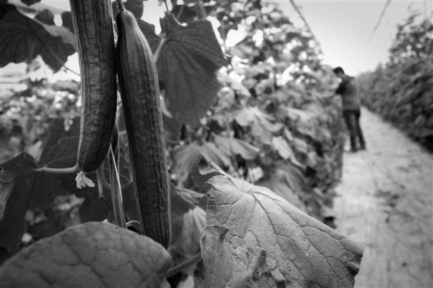 La bioeconomía está enfocada en modificar el proceso de la producción mundial de alimentos, de bienes, y de servicios. Foto: EFE.