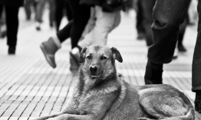 Animales que se olvidan en las calles, como si fueran cualquier plato servido para los gallotes; mascotas que solo algunas horas antes compartían con miembros de un hogar que los olvida. Foto: EFE.