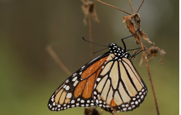 Cambio climático, pesticidas y desarrollo han lastimado a las mariposas. Foto / Alan Ortega/Reuters.