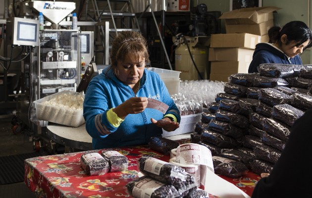 Rancho Gordo en Napa, California, se ha visto inundado de pedidos de sus frijoles de especialidad. En la planta. Foto / Cayce Clifford para The New York Times.