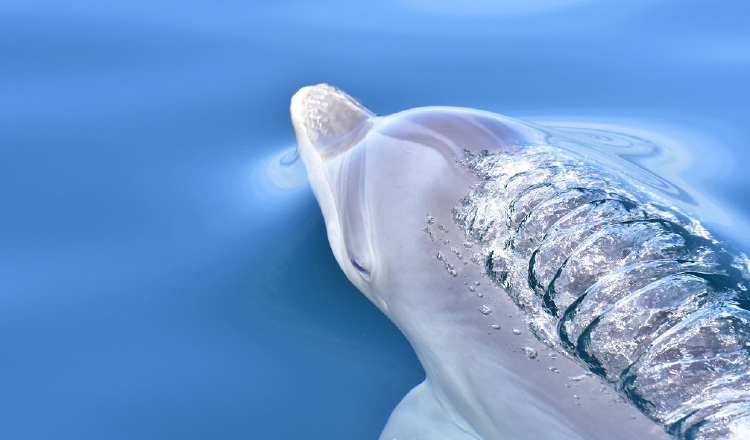 Los delfines nariz de botella no están en peligro de extinción, pero el grupo que hay en Dolphin Bay, Bocas del Toro, puede ser genéticamente único.  STRI Panamá/James Grant