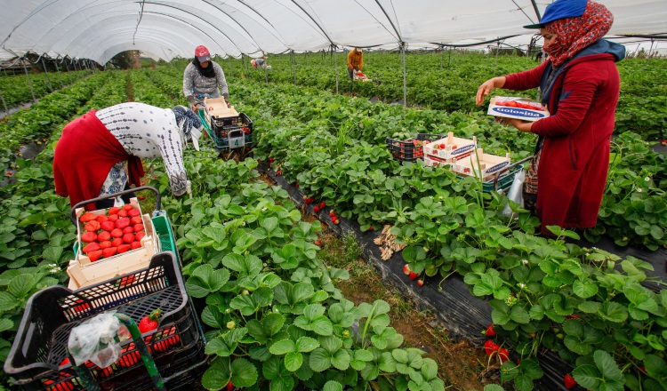 Producción agropecuaria es de suma importancia ante crisis. EFE