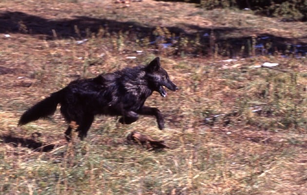 Biólogos descubren nuevos comportamientos de los lobos en la vida animal |  Panamá América