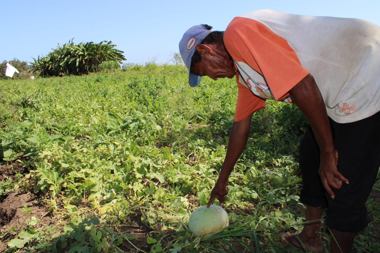 Se trata de frutas de excelente calidad con gran valor nutricional, que serán distribuidos entre la población santeña y de otras provincias. Foto/Thays Domínguez