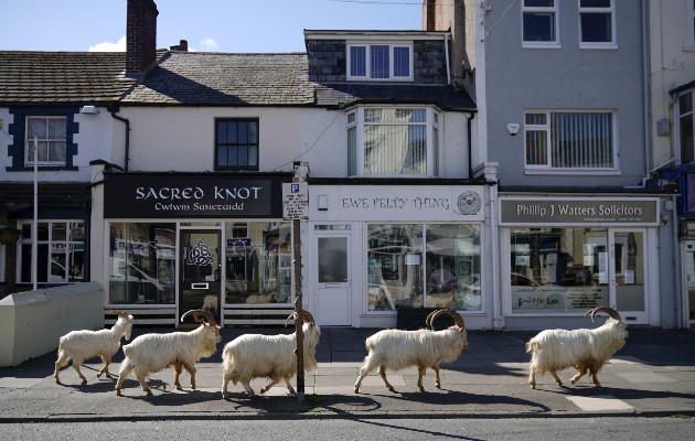 Las cabras de cachemira de Gran Orme por lo normal se mantienen lejos de Llandudno por la “bulliciosa vida citadina”. Foto / Christopher Furlong/Getty Images.