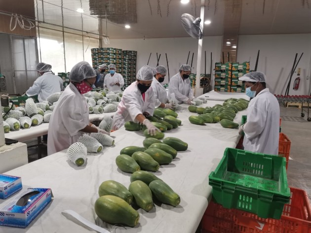 Se enviará a Canadá unas 1,200 cajas de papaya. Foto/Cortesía