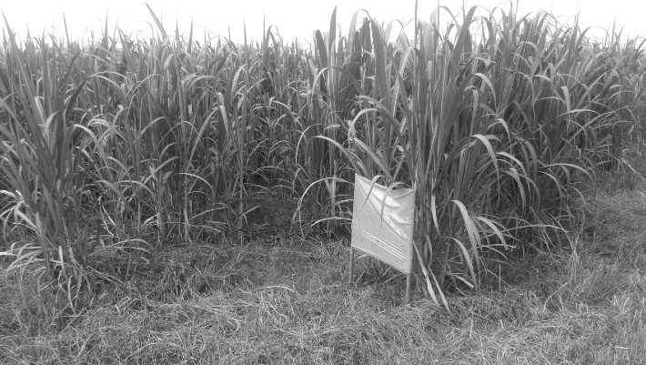 Uso adecuado y manejo sostenible del plástico en la agricultura. Foto: Cortesía del autor.