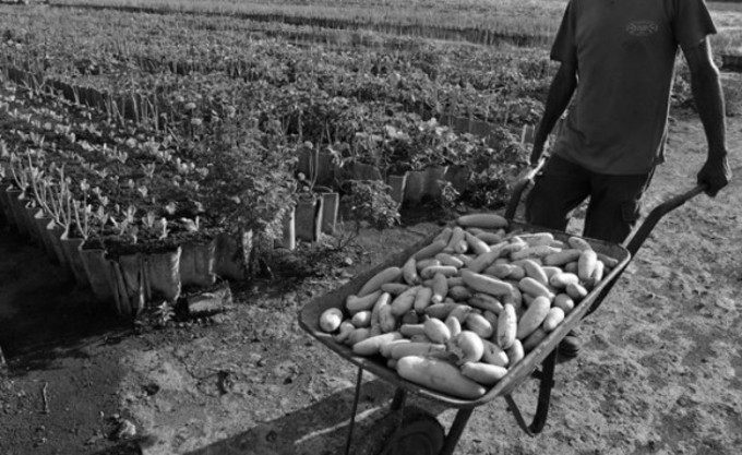 Mejora la calidad de vida de familias y estudiantes, contribuyendo de una manera ecológica, ambiental y educativa a la producción de alimentos para la seguridad alimentaria de la población.  Foto: EFE.