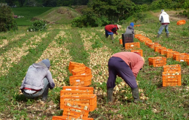 Algunas de las categorías de actividad económica que mostraron un comportamiento positivo fueron: la explotación minera; el sector agropecuario, entre otras. Foto/Archivo