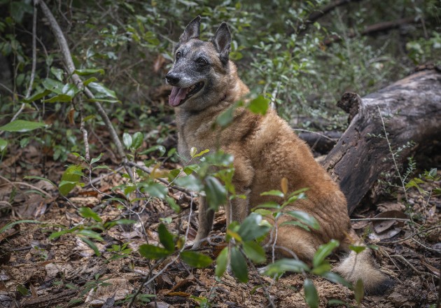 Perros detectores, como Shiraz, ayudan a localizar cuerpos en desastres. Hoy ayudan en sitios antiguos. Foto / Emily Kask para The New York Times.