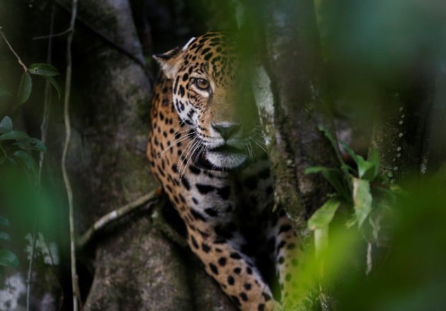 Se sospecha de traficantes chinos en el aumento de muertes de jaguares en Centro y Sudamérica. Foto / Bruno Kelly/Reuters.