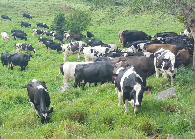 Ganaderos piden parar la importación de productos lácteos desde Costa Rica. Fotos: José Vásquez.