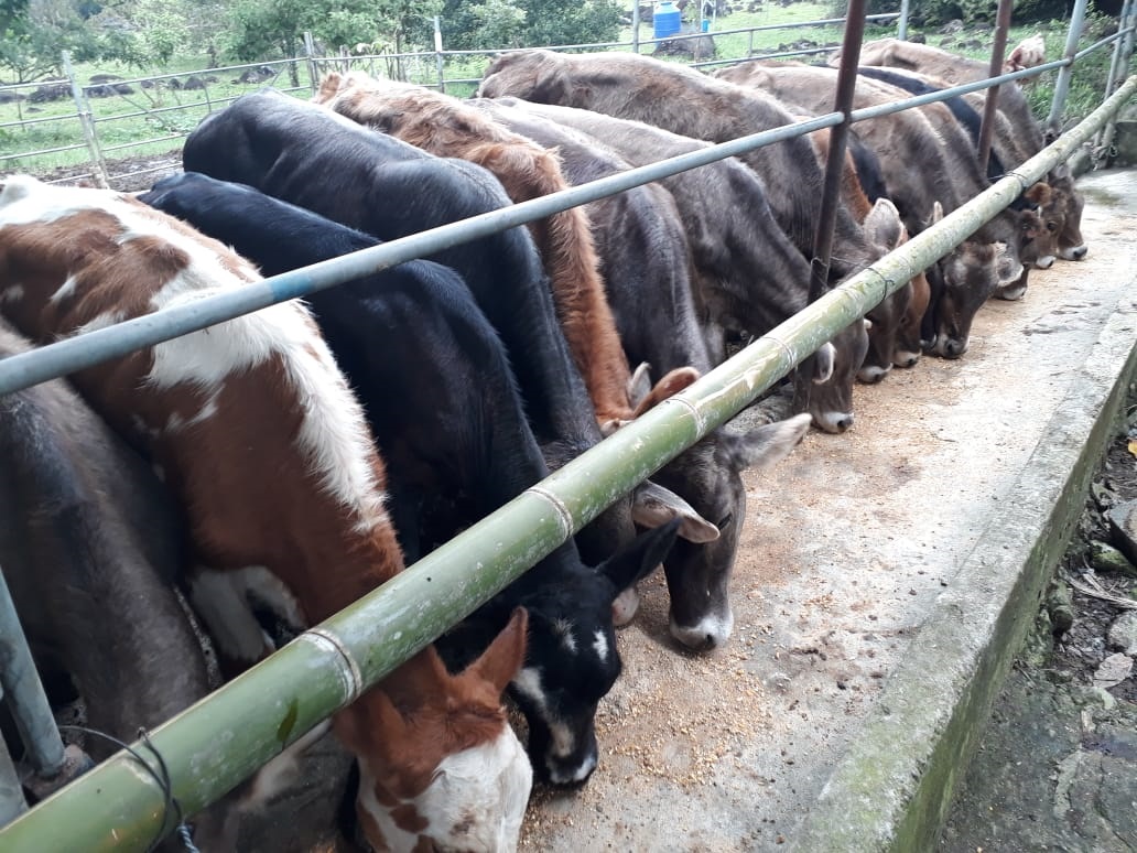 Ganaderos piden parar la importación de productos lácteos desde Costa Rica. Fotos: José Vásquez.