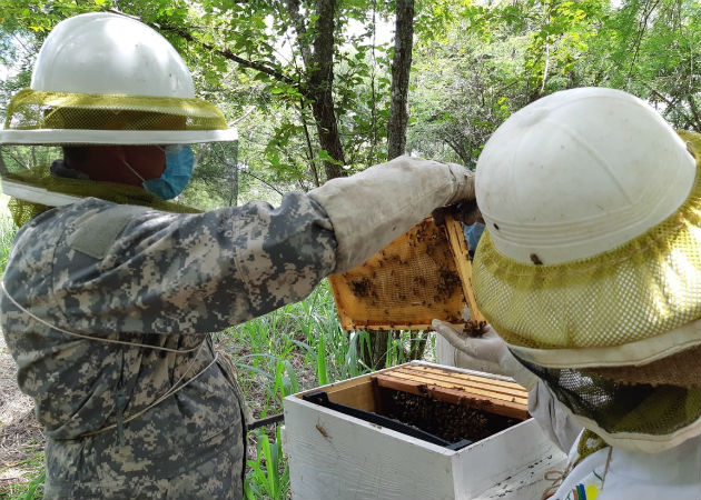 Parte de esta investigación es poder definir qué tipo de abeja predomina en el país. Fotos: Eric A. Montenegro.