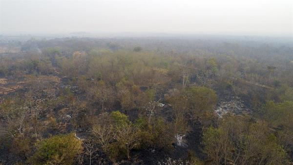 Los incendios en el mes de agosto registraron una tímida reducción frente a los del mismo mes del año anterior, mientras la tala ilegal avanza sin tregua en la Amazonía, que está en camino de cerrar 2020 con un récord de área devastada. FOTO/EFE