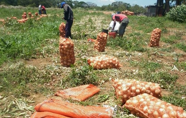 La producción nacional de cebolla es de alrededor de 27 mil quintales por mes.