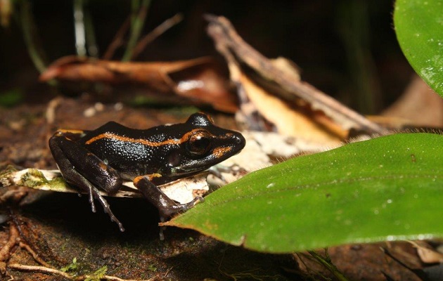 Las ranas del estudio se obtuvieron de Bocas del Toro y Panamá Oeste.