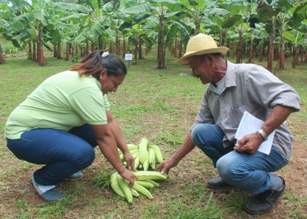 Este tipo de actividades es una inyección a la economía del productor coclesano. Foto: Eric A. Montenegro..