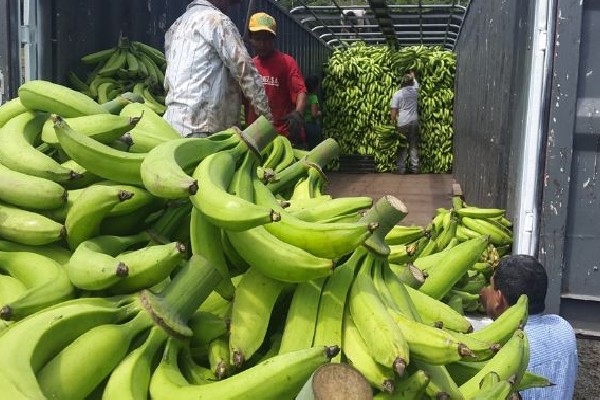 Las hectáreas de cultivo de plátano en Barú se vieron afectadas por las lluvias provocadas por el huracán Eta. 