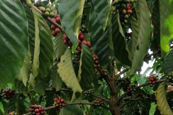 Este tipo de café bajo esta tecnología, se siembra en Chiapas México a través de la Empresa Nestlé con un plan que busca producir café robusto en tierras bajas.