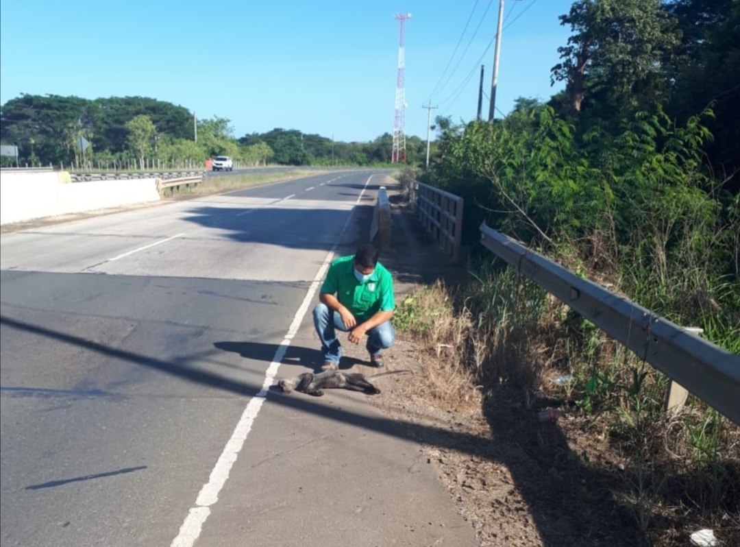 El animal fue retirado de la vía por personal de MiAmbiente. Foto: Thays Domínguez.