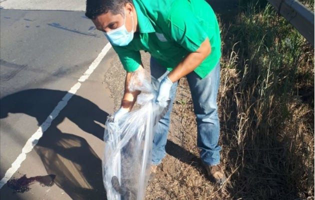 El animal fue retirado de la vía por personal de MiAmbiente. Foto: Thays Domínguez.