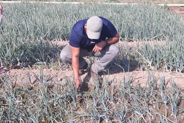 De acuerdo con el coordinador de la Cadena Agroalimentaria de papa y cebolla, Jorge Santamaría, este producto está llegando a diversos puertos del país.