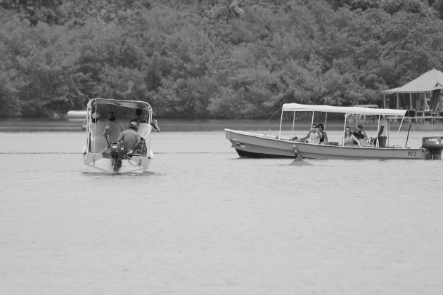 Turistas observan delfines sin cumplir la distancia de 100 metros, lo que interrumpe la alimentación y la interacción social. Se requiere desarrollar competencias en quienes realizan esta actividad turística. Foto: Cortesía Smithsonian.