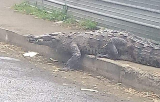 En los cauces de agua cercanos, se pueden observar a los reptiles tomando sol en los predios del centro comercial Cuatro Altos.