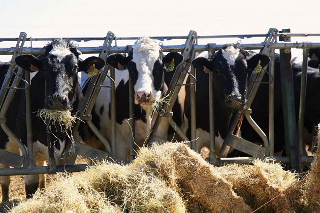 Enfrentaron al covid-19 y los efectos del cambio climático. EFE