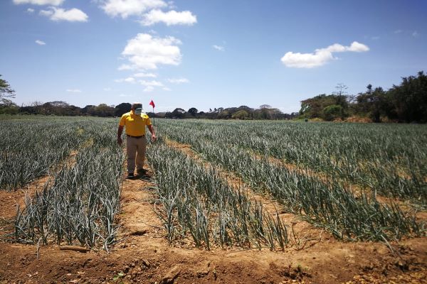 Cerca de 1 millón de dólares son pagados cada año en jornadas de trabajo durante la zafra de cebolla.