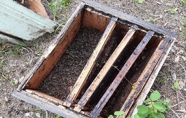 Utilizaron el insecticida ‘hormitox’ para acabar con las abejas de unas 19 colmenas.