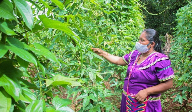 Los conocimientos ancestrales de los indígenas ayuda el manejo sostenible de los bienes naturales. Foto: Cortesía / FAO