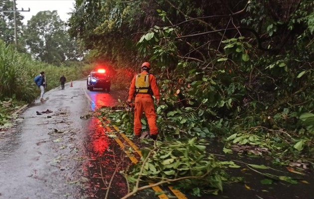 Un árbol quedó en plena vía y fue removido por personal del Sinaproc. Foto: Mayra Madrid