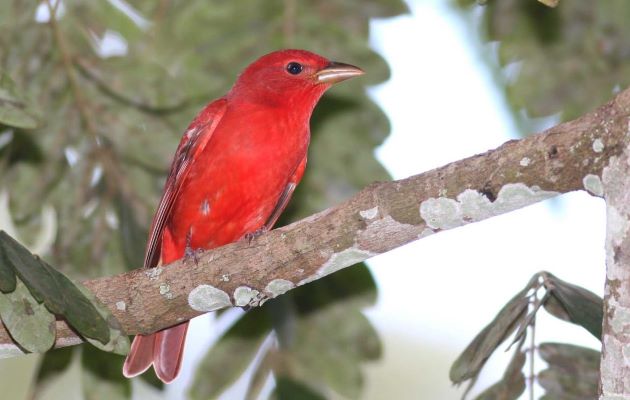 El año pasado 862 participantes que incluyeron niños, jóvenes, adultos, adultos mayores, científicos, grupos comunitarios y apasionados observadores de aves. Foto: Cortesía ATP