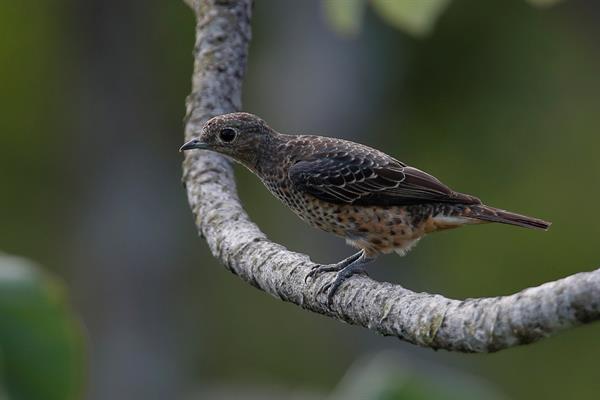 Fotografía del pájaro cotinga azul (cotinga nattererii ) tomada desde el Canopy Tower, en el Parque Soberanía. EFE