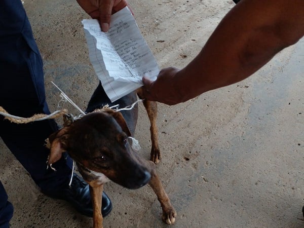 El perro fue captura en La Joya.