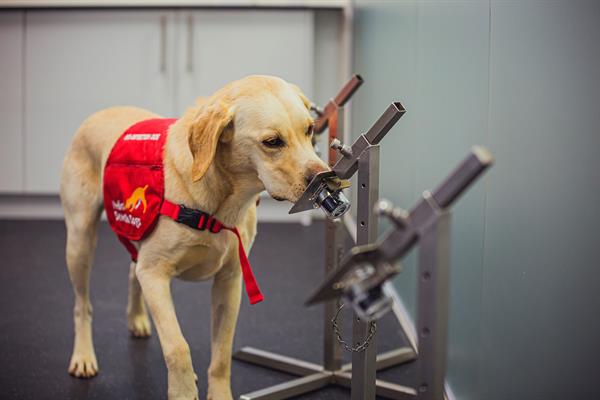  Los perros biodetectores pueden identificar el olor de la covid-19 con una tasa de precisión de hasta el 94%. EFE