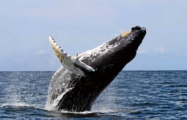 Avistamiento de una ballena jorobada en Panamá.