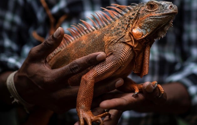 Crisis económica asedia a parque de reptiles en la India. Foto: EFE