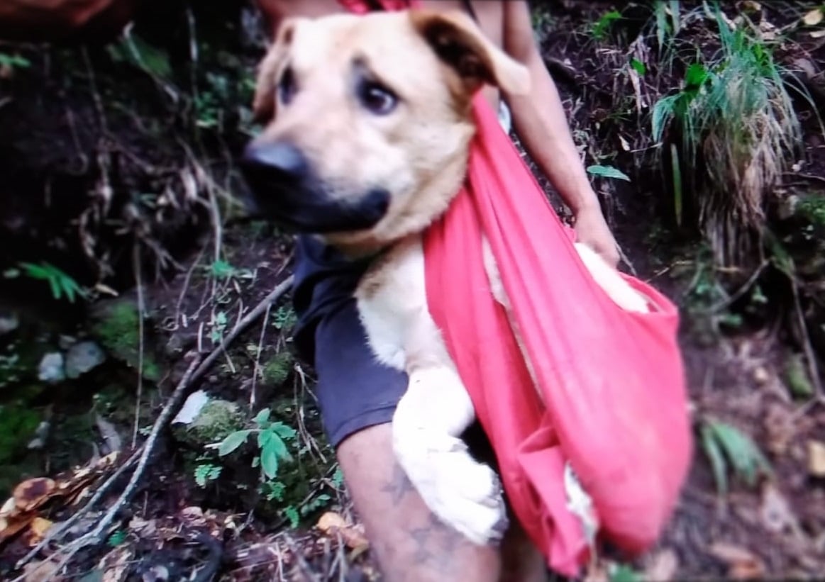 'Tobi' permanecía atrapado en un área rocosa en las montañas del cerro Los Cabezos. Foto: José Vásquez