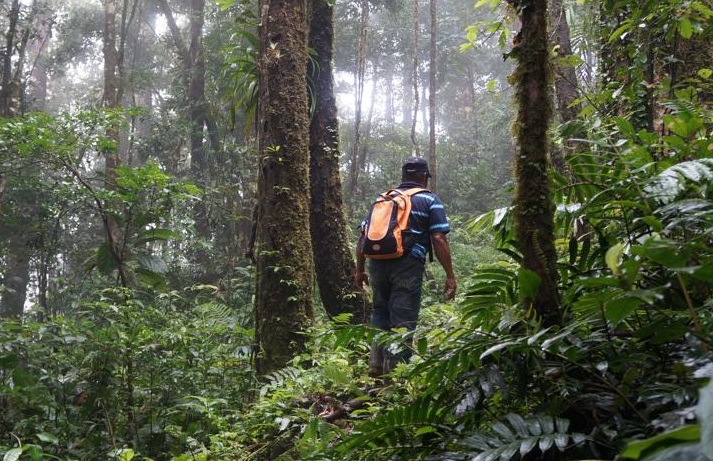 Restringido El Acceso A Reservas Forestales De Coclé, Por La Alerta ...