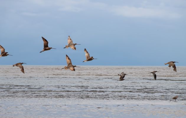 La Bahía de Parita está conformada por una compleja red de humedales formada por los ríos Antón, Grande, Santa María, Parita y La Villa. Foto: MiAmbiente