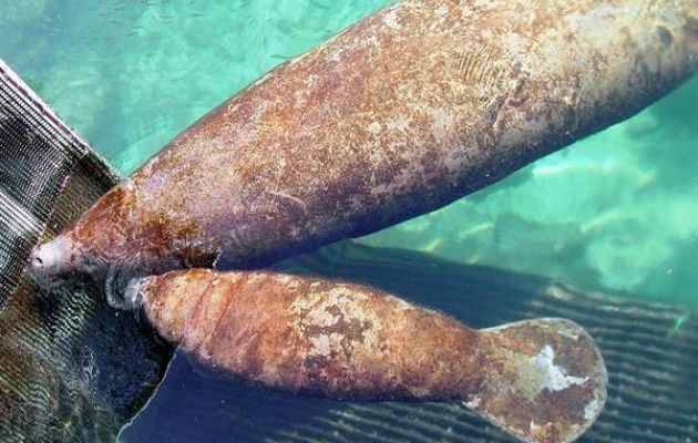 El manatí, símbolo nacional de Costa Rica desde el año 2014, está siendo cada vez más amenazado por la pesca ilegal, la cacería y la contaminación. EFE