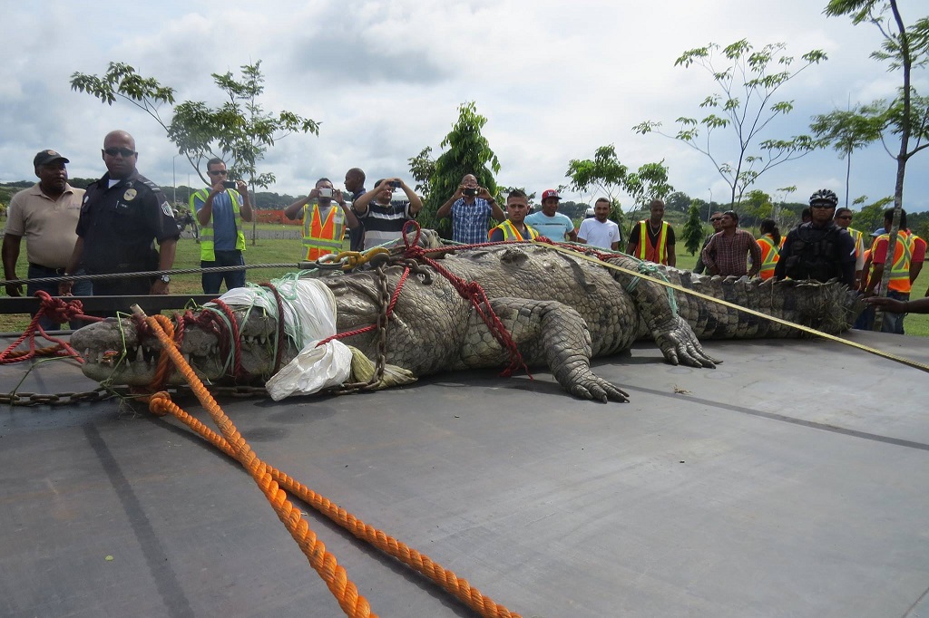 Ya se han dado acciones de los pescadores contra lagartos de gran tamaño para que no sean un peligro. Foto: Diomedes Sánchez 